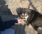 hunde228 hunde228