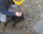 hunde231 hunde231