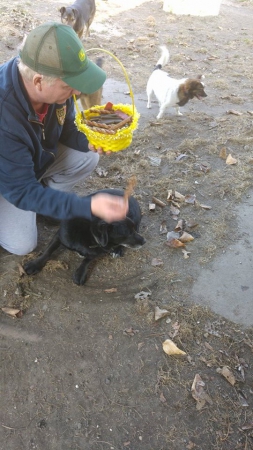 hunde231 hunde231