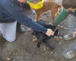 hunde234 hunde234