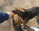 hunde235 hunde235