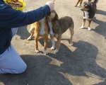 hunde236 hunde236