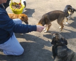 hunde237 hunde237