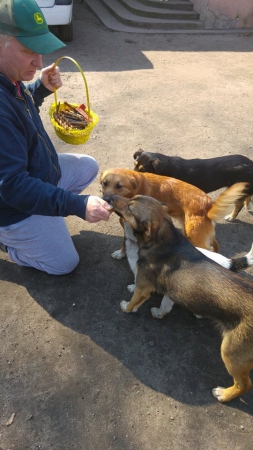 hunde238 hunde238