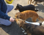 hunde239 hunde239