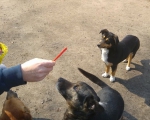 hunde240 hunde240