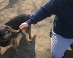 hunde241 hunde241