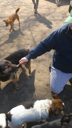 hunde241 hunde241