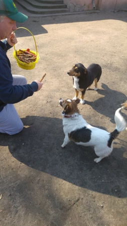 hunde242 hunde242