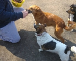hunde243 hunde243