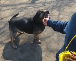 hunde245 hunde245