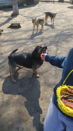 hunde245 hunde245