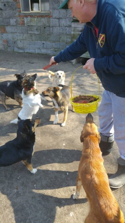 hunde246 hunde246