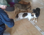 hunde248 hunde248
