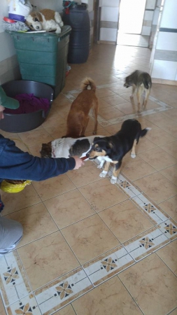 hunde249 hunde249