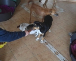 hunde250 hunde250