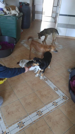 hunde250 hunde250