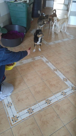 hunde251 hunde251