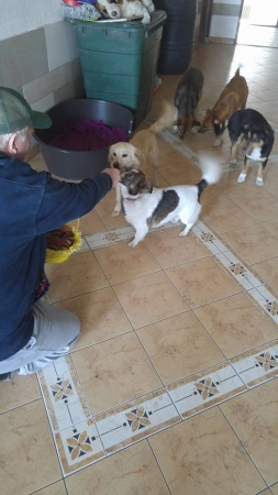 hunde252 hunde252