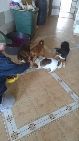 hunde253 hunde253