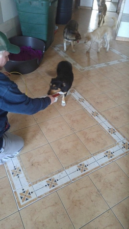 hunde254 hunde254