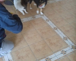 hunde255 hunde255