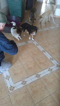 hunde255 hunde255