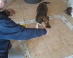 hunde256 hunde256
