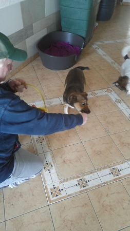 hunde256 hunde256