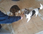 hunde257 hunde257