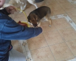 hunde258 hunde258