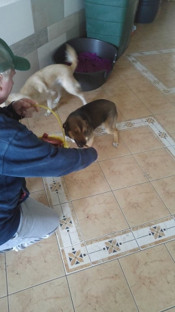 hunde258 hunde258