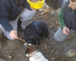 hunde259 hunde259
