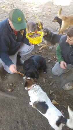 hunde259 hunde259