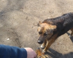 hunde260 hunde260