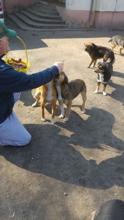hunde262 hunde262