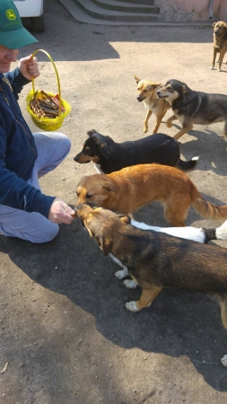 hunde263 hunde263