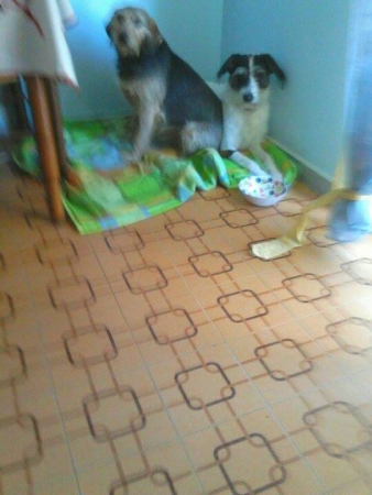 Zoska i Whisky Zoska i Whisky