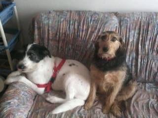 Zoska i Whisky2 Zoska i Whisky2