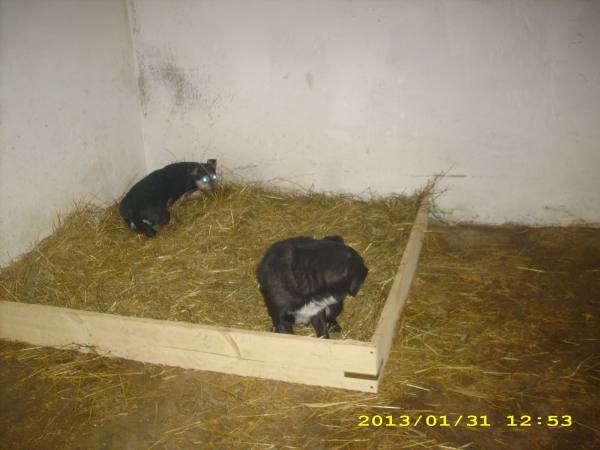 boxen11 boxen11