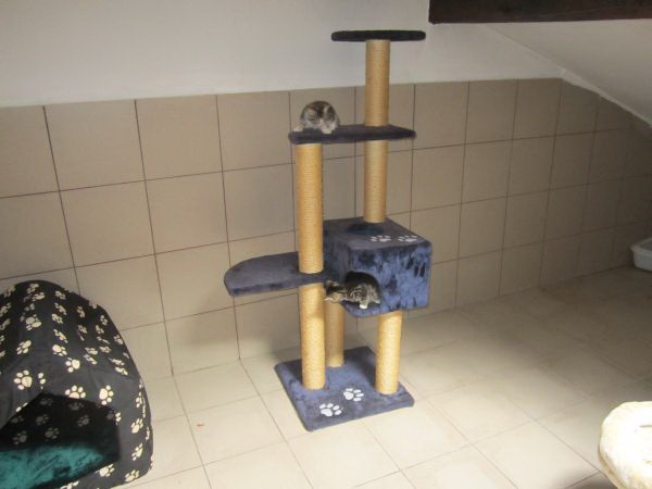 Katzenzimmer Katzenzimmer