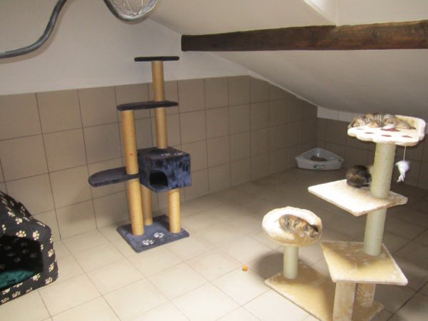 katzenzimmer1