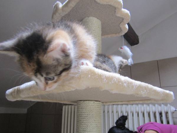 katzenzimmer11 katzenzimmer11
