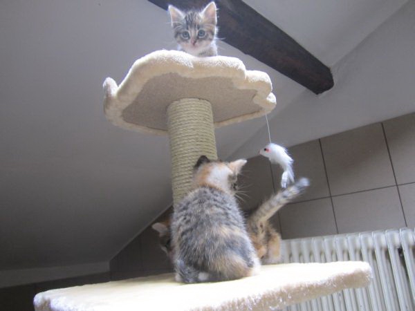 katzenzimmer12 katzenzimmer12
