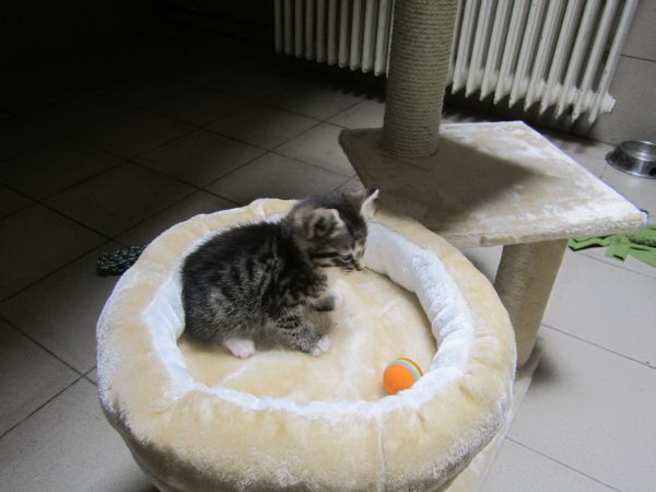 katzenzimmer13 katzenzimmer13