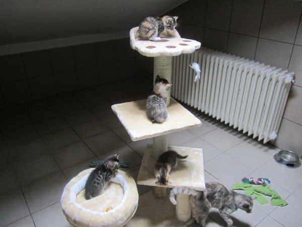 katzenzimmer14 katzenzimmer14