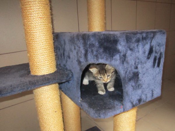 katzenzimmer2 katzenzimmer2