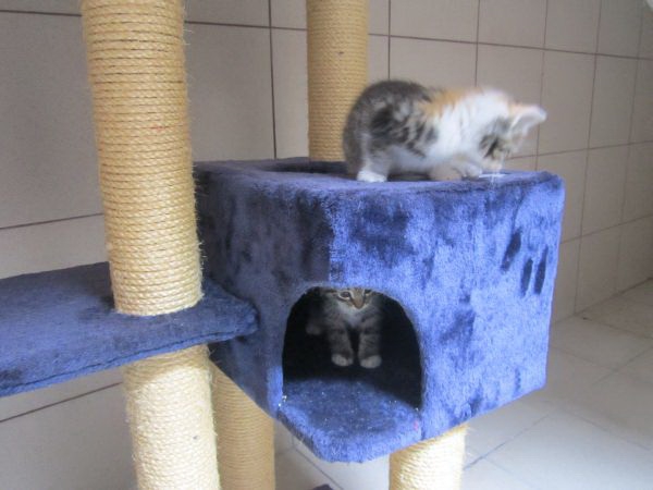 katzenzimmer3 katzenzimmer3