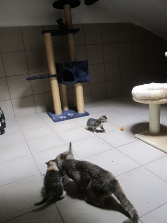 katzenzimmer4 katzenzimmer4