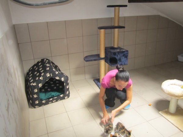 katzenzimmer5 katzenzimmer5